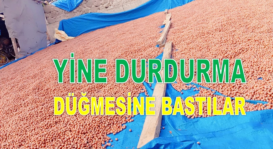 İŞTE 13 EYLÜL CUMA GÜNÜ ORDU'DA FINDIK FİYATI! 