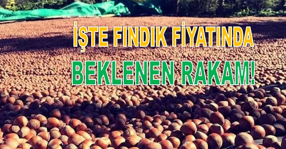 İŞTE 14 EKİM PAZARTESİ ORDU'DA FINDIK FİYATI