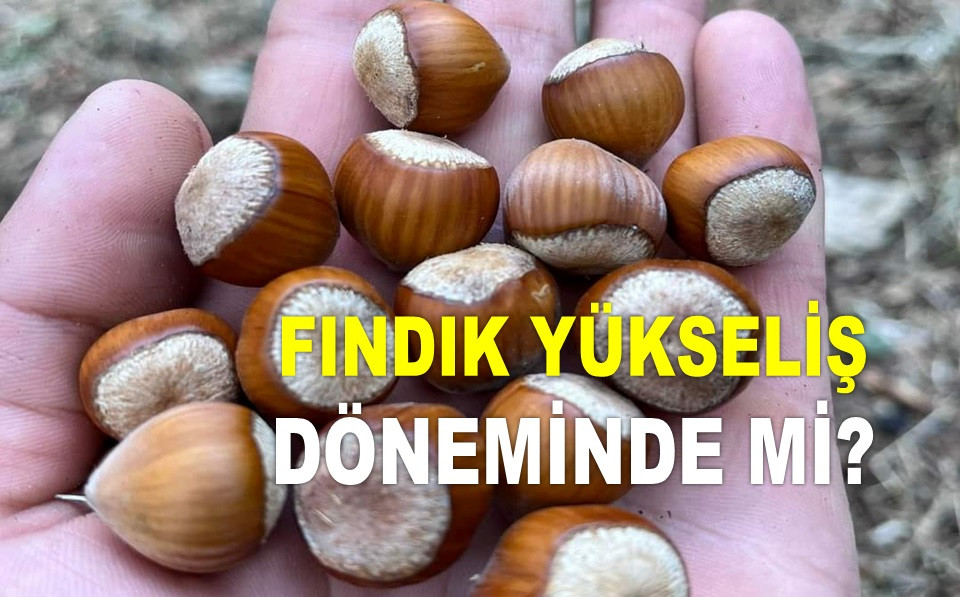 İŞTE ORDU'DA 10 EKİM PERŞEMBE FINDIK FİYATI!