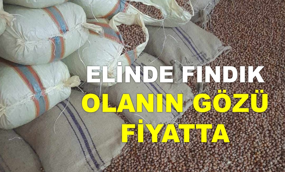 İŞTE ORDU'DA 10 OCAK CUMA GÜNÜ FINDIK FİYATI!