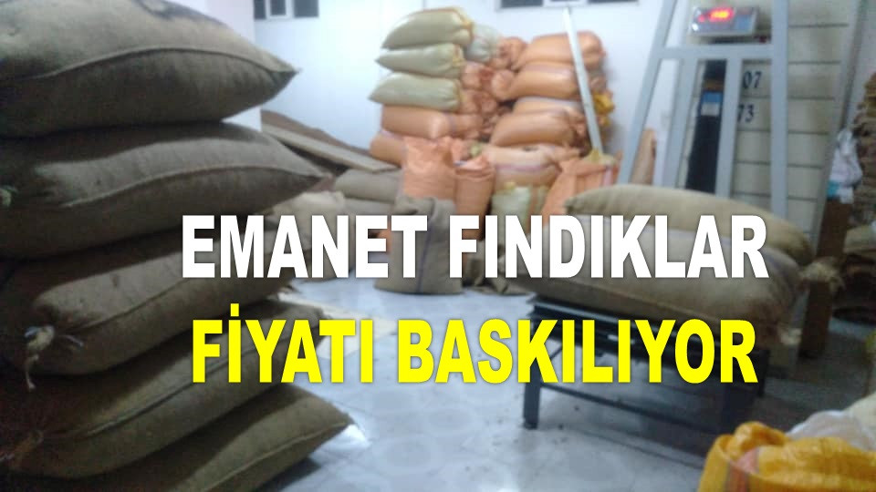 İŞTE ORDU'DA 15 ARALIK PAZAR FINDIK FİYATI!