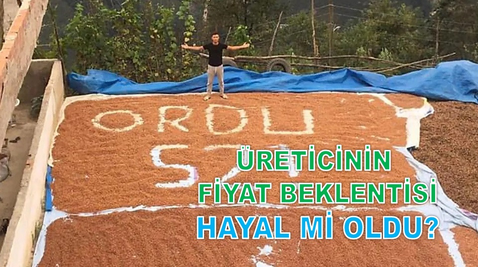 İŞTE ORDU'DA 18 EYLÜL ÇARŞAMBA FINDIK FİYATI!