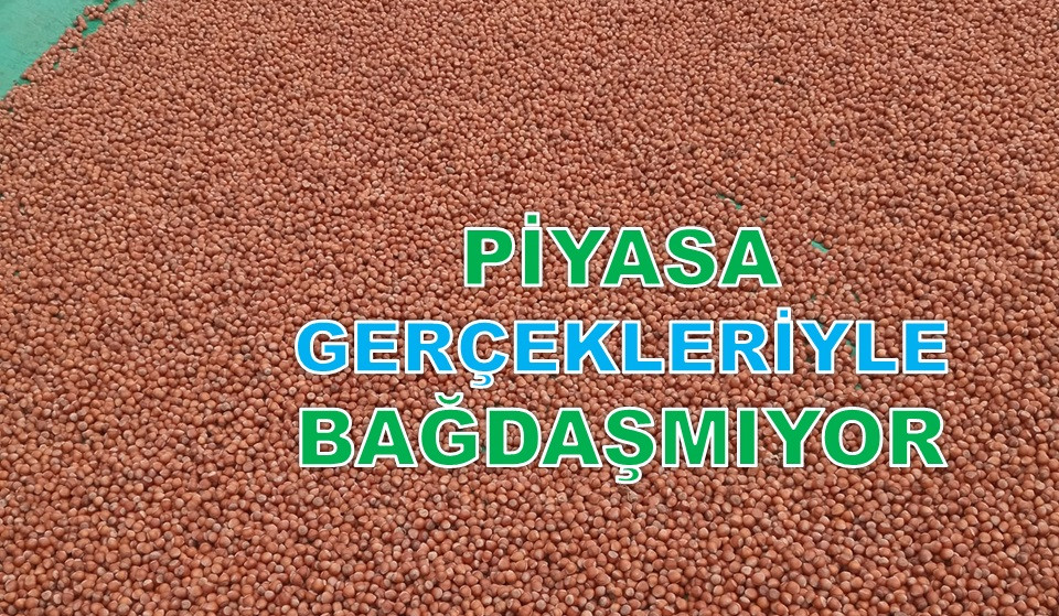 İŞTE ORDU'DA 22 KASIM CUMA GÜNÜ FINDIK FİYATI!