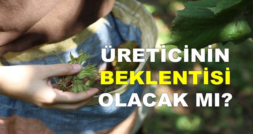 İŞTE ORDU'DA 22 OCAK ÇARŞAMBA FINDIK FİYATI!