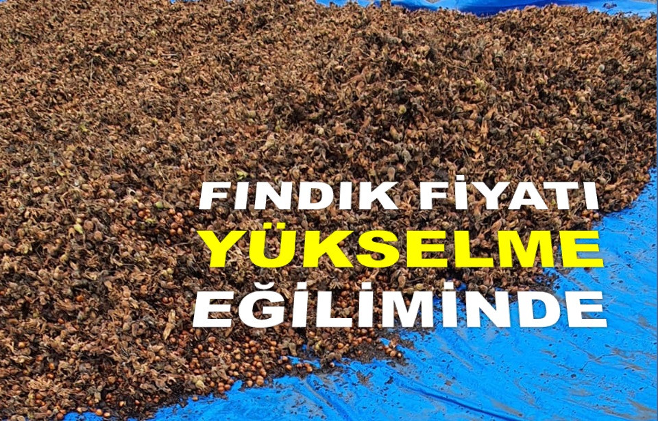 İŞTE ORDU'DA 23 EKİM ÇARŞAMBA FINDIK FİYATI!