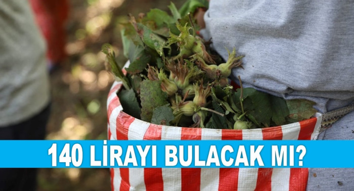 İŞTE ORDU'DA 23 OCAK PERŞEMBE GÜNÜ FINDIK FİYATI!