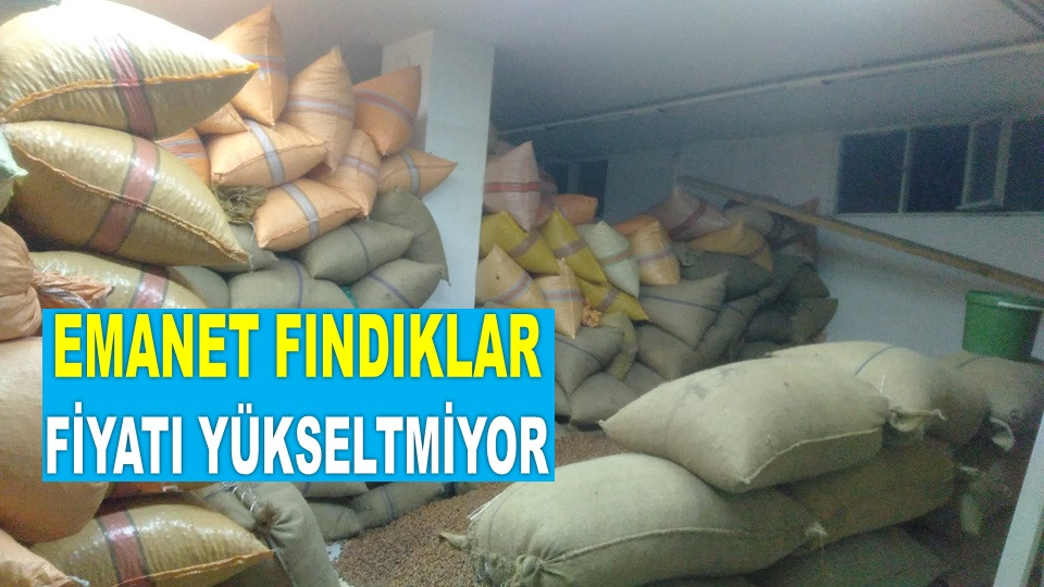 İŞTE ORDU'DA 25 ARALIK ÇARŞAMBA FINDIK FİYATI!