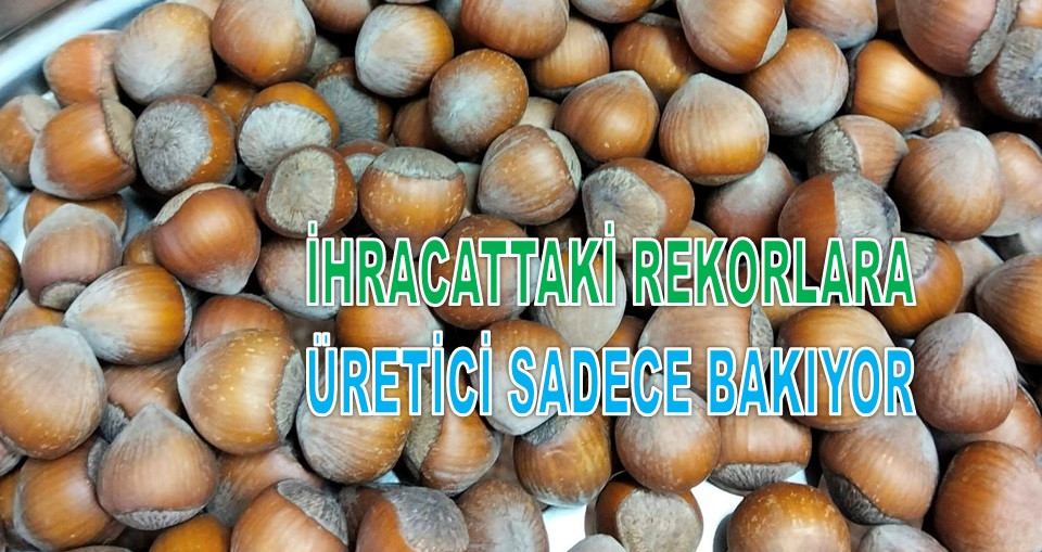 İŞTE ORDU'DA 25 EKİM CUMA GÜNÜ FINDIK FİYATI