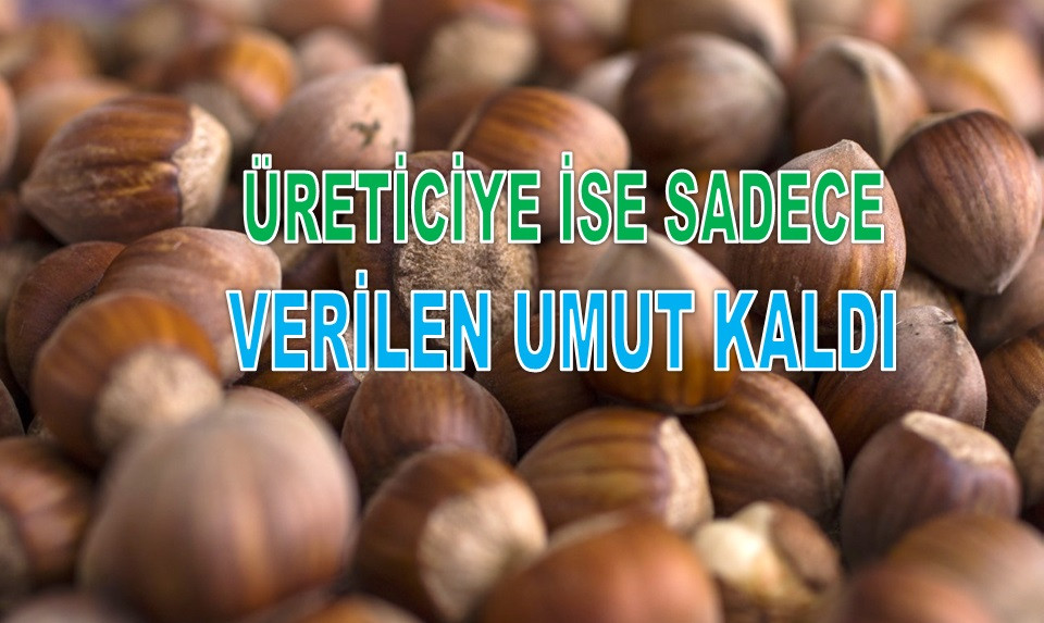 İŞTE ORDU'DA 28 KASIM PERŞEMBE FINDIK FİYATI!