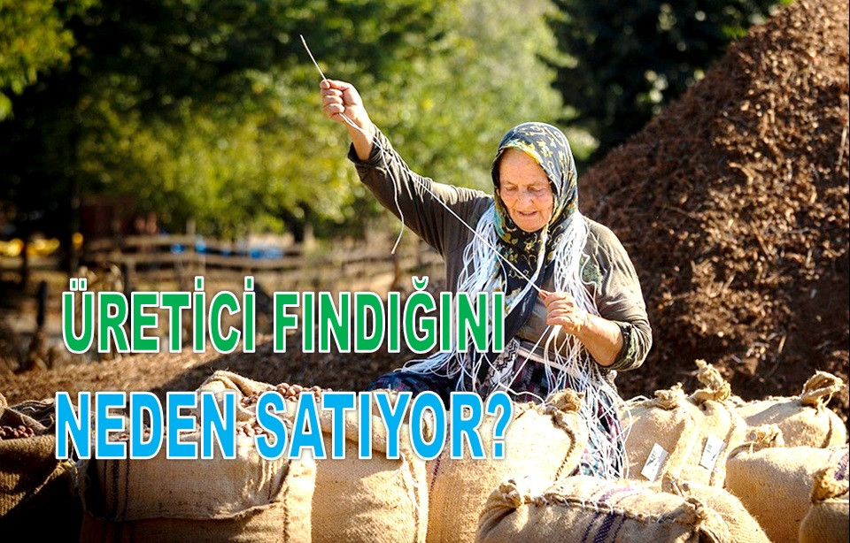 İŞTE ORDU'DA HAFTANIN SON GÜNÜ FINDIK FİYATI!