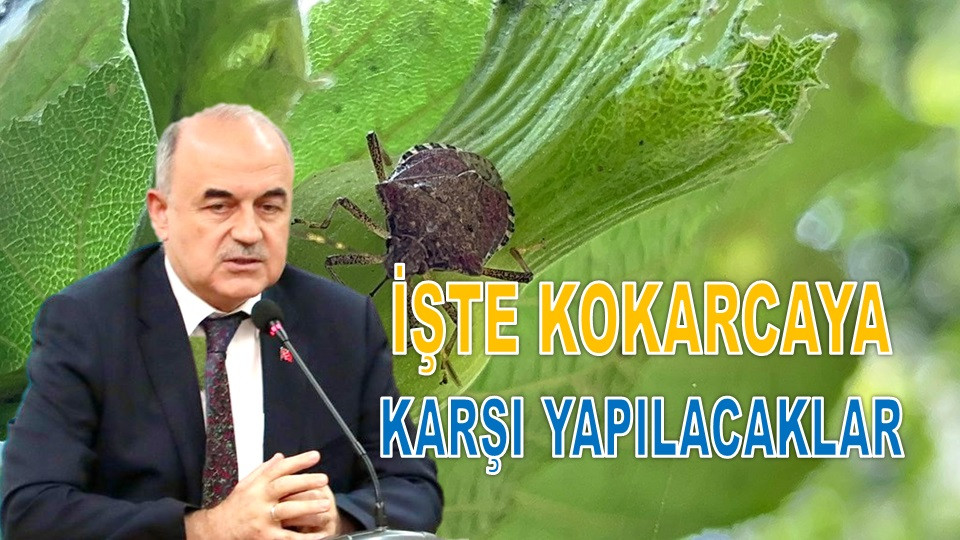 ORDU KOKARCAYA KARŞI YOĞUN MÜCADELE BAŞLATTI