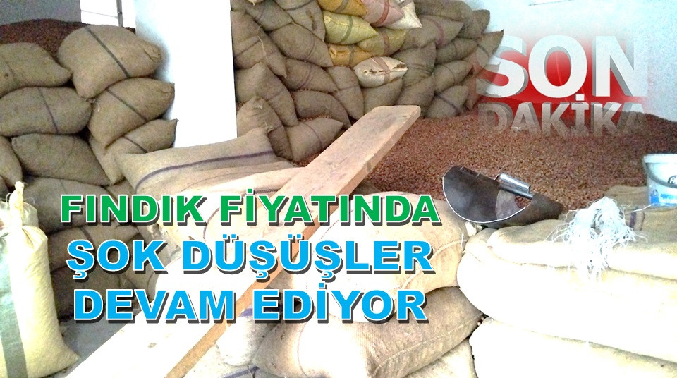 ORDU'DA FINDIK FİYATI 110 LİRANIN ALTINA DÜŞTÜ!