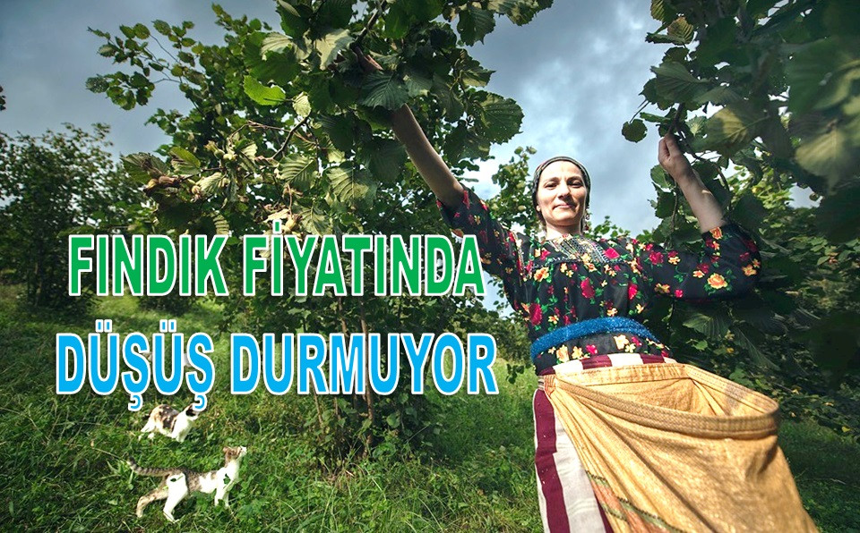 ORDU'DA FINDIK FİYATI 2 LİRADA DAHA DÜŞTÜ!