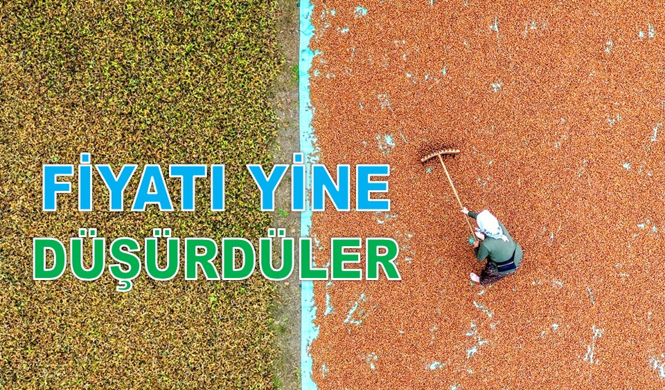 ORDU'DA FINDIK FİYATI ÜRETİCİYE YİNE ŞOK YAŞATTI