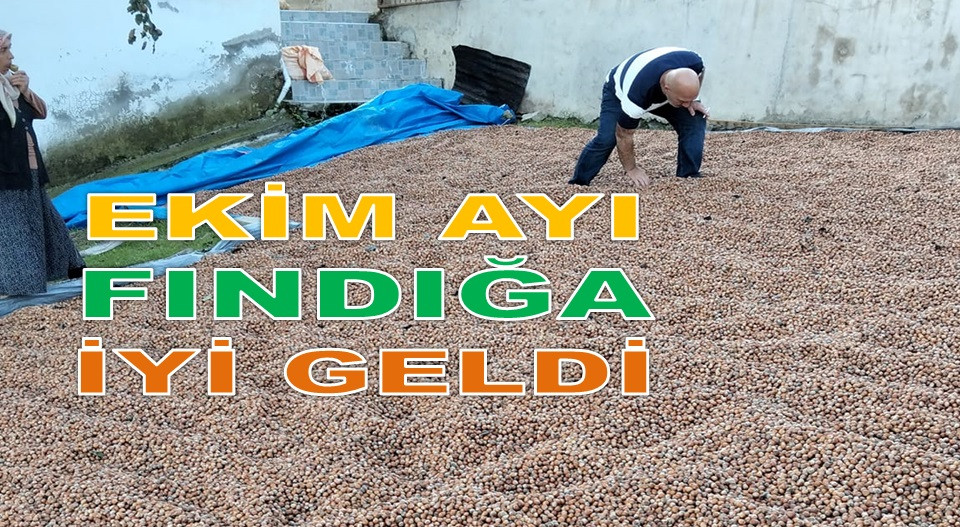 ORDU'DA FINDIK FİYATI YÜKSELMEYE DEVAM EDİYOR