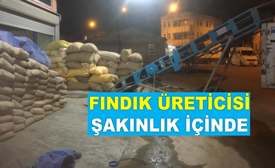 ORDU'DA FINDIK FİYATINDAKİ YÜKSELİŞ SÜRÜYOR!