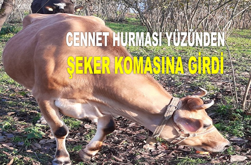 YEDİĞİ CENNET HURMASI AZ KALSIN ÖLDÜRÜYORDU